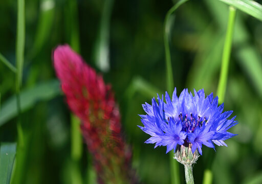 Kornblume mit Klee