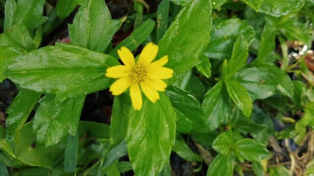 Close up of a small yellow wedelia flower blooming amidst wet green leaves in a garden