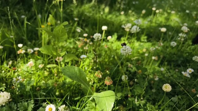 Wenn der Rasen im Garten im Sommer l&auml;nger wachsen kann und nicht gem&auml;ht wird, kommen Wildbienen an Kleebl&uuml;ten. Morgenstimmung und Zeitlupe. 