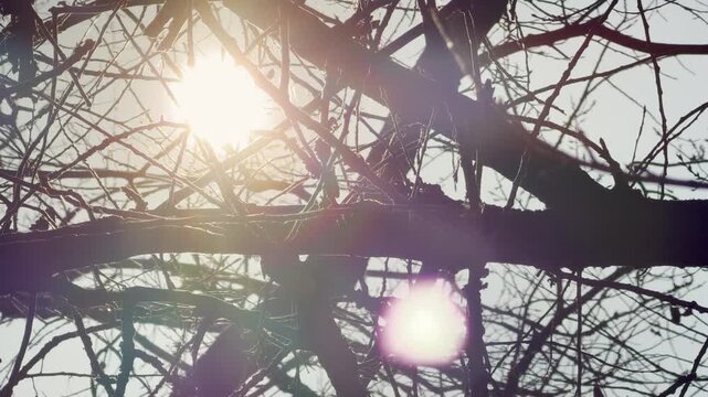 Warm sunbeams break through a tangle of dark, budding branches. This peaceful scene feels like a quiet awakening in the early spring woods. The bright light creates soft, dreamy lens flares.
