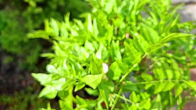 Close up shot of vibrant green leaves on a plant under bright natural sunlight in a garden setting.