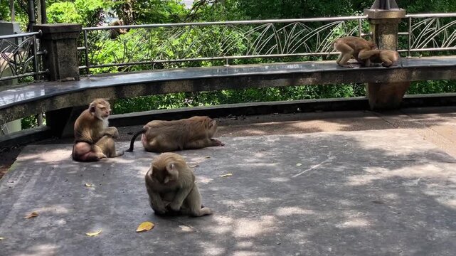 A small group of pig-tailed macaques rests in a public park in Phuket. Some primates sit and groom themselves, while others interact and play, demonstrating natural social behavior in the wild.
