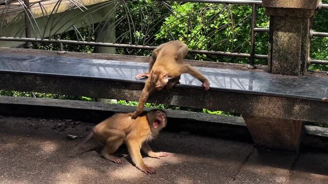 Two pig-tailed macaques play enthusiastically, rolling over and playfully wrestling at a public park in Phuket, Thailand.