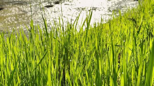 Bright green blades of grass grow tall along a sunlit riverbank. Tiny dew drops sparkle like jewels, creating a refreshing and hopeful feeling. This peaceful scene celebrates the energy of spring.