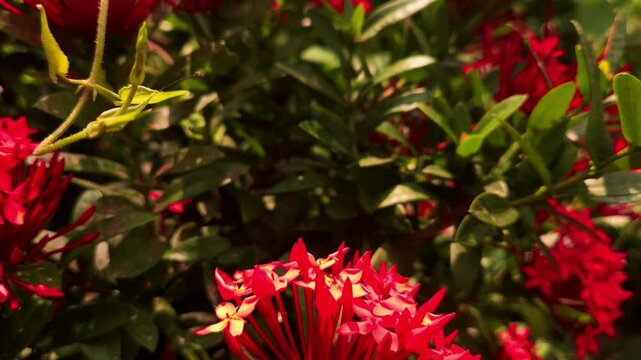 Swallowtail butterfly flying and hovering around vibrant red Ixora flowers in tropical garden. Graceful butterfly flight, nectar foraging, natural pollination behavior in warm sunlight.