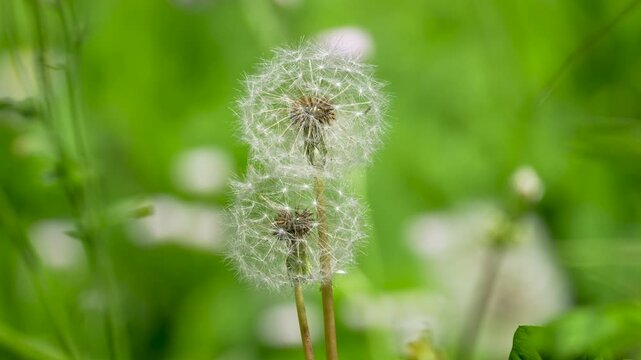 Dandelion fluff