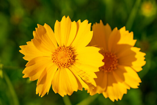 Yellow flower lance leaved, Coreopsis lanceolata, Lanceleaf Tickseed, Maiden eye close up, top view