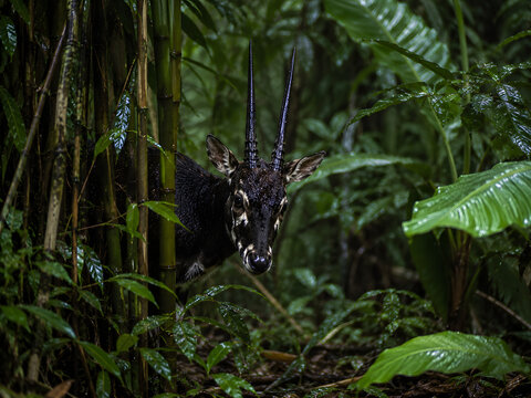 A rare saola antelope standing amidst lush green bamboo forest foliage, isolated on transparent background, detailed wild animal.