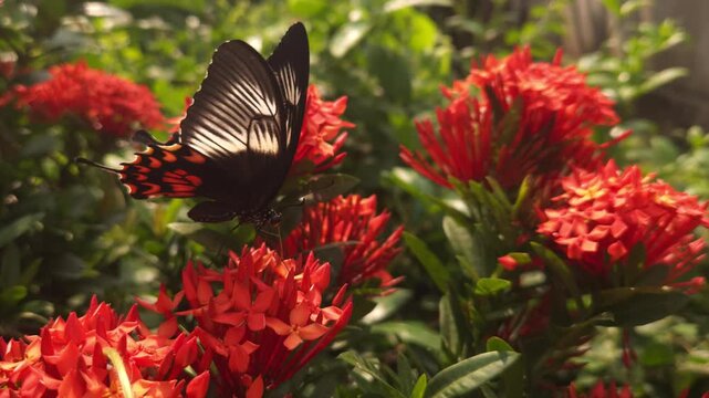 Swallowtail butterfly flying and hovering around vibrant red Ixora flowers in tropical garden. Graceful butterfly flight, nectar foraging, natural pollination behavior in warm sunlight.