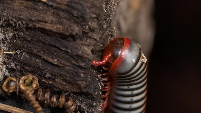 Tropical Forest Detritivore Feeding Inside Decaying Log
