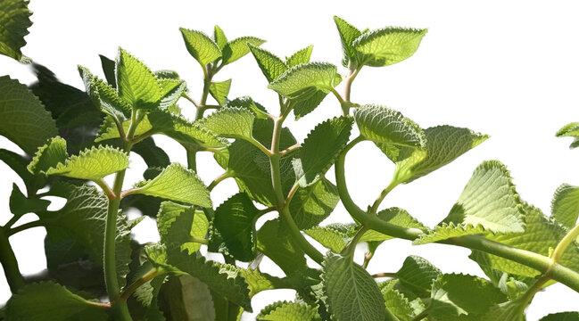 Plectranthus plant stems with green leaves isolated on black background. Botanical nature asset for landscaping, environment texture, biology, garden, ecology, growth, vegetation, flora, floral design