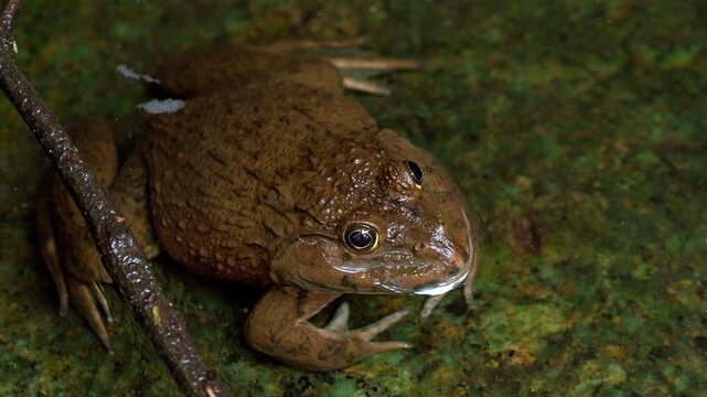 Fanged Frog Close Up in Shallow Tropical Forest Stream