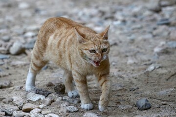 Fototapeta premium June 6, 2021-Sangju, South Korea-A Stray Cats rest at farm village house in Sangju, South Korea.
