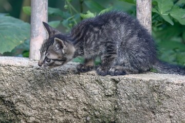 Obraz premium June 6, 2021-Sangju, South Korea-A Stray Cats rest at farm village house in Sangju, South Korea.