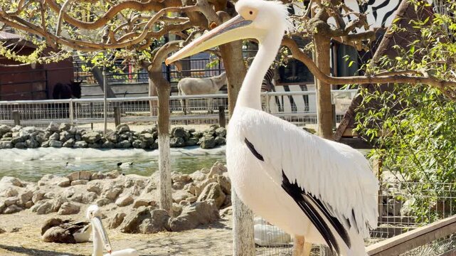A large white pelican stands still near a pond in a bright zoo. It watches its surroundings amid the peaceful sounds of chirping birds and gentle water splashes.