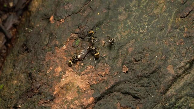 Shimmering Forest Ants Feeding on Insect Prey on Tropical Tree Bark