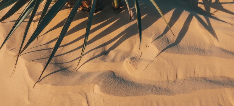 Close up of palm tree leaves casting long, sharp shadows on rippled golden sand dunes, creating a contrast pattern in the desert landscape during late afternoon
