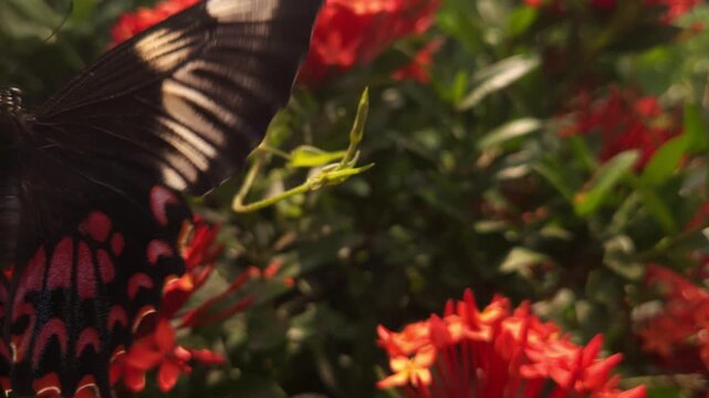 Swallowtail butterfly flying and hovering around vibrant red Ixora flowers in tropical garden. Graceful butterfly flight, nectar foraging, natural pollination behavior in warm sunlight.