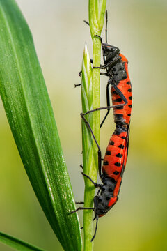 Firebug