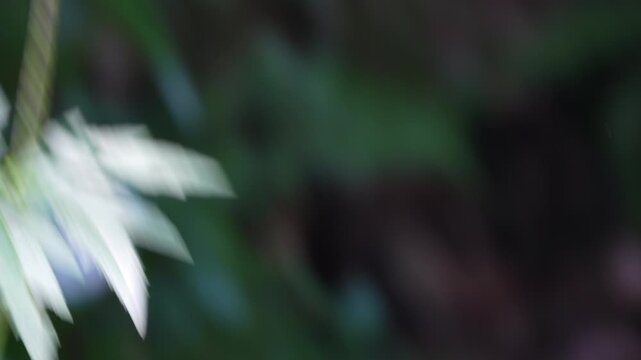 A black swallowtail butterfly sipping nectar from a flower