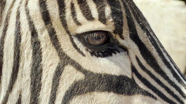 A peaceful zebra stands amidst the lively zoo hum. As it blinks its dark eye, the air fills with the gentle rustle of fur and the distant, melodic singing of birds.
