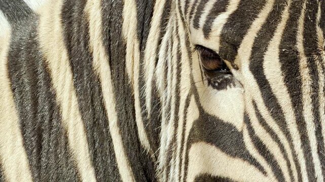 a zebra blinks its dark eye. This motion joins the soft hum of the zoo and the distant singing of birds.