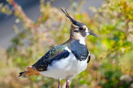 バストアップのタゲリ(Northern lapwing)の側面