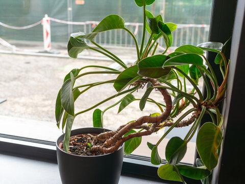 A potted philodendron houseplant with long stems and glossy green leaves stands on a windowsill beside a glass window, showing indoor greenery and natural home decor.