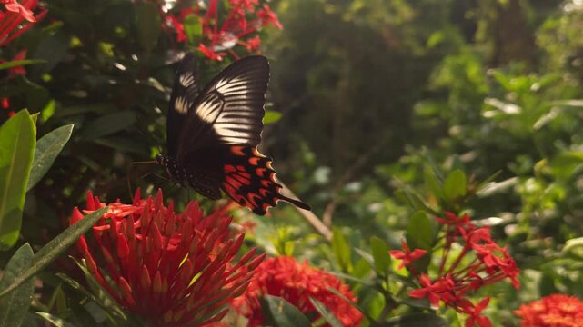 Swallowtail butterfly flying and hovering around vibrant red Ixora flowers in tropical garden. Graceful butterfly flight, nectar foraging, natural pollination behavior in warm sunlight.