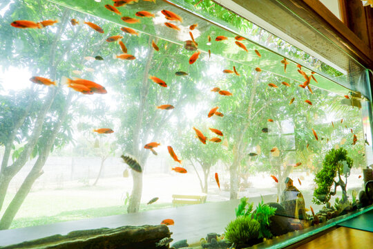 Aquarium tank full of small fish in living room,summer time and view garden,rest time in house,underwater world concept.