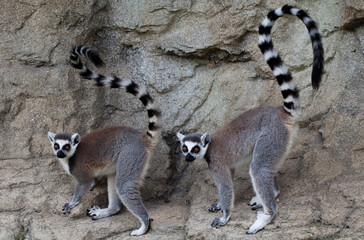 Fototapeta premium Two ring-tailed lemurs standing together on rocky terrain with lemur catta monkey like wildlife standing