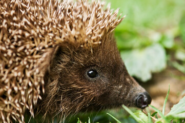 Macro portrait of a european hedgehog exploring green grass with hedgehog wildlife nocturnal creature ©  SobuzForge
