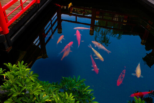 Colorful fancy carp fish (koi fish) in a garden pond in Japan,nishikigoi or orange carp and Red bridge and pond in Japanese garden.
