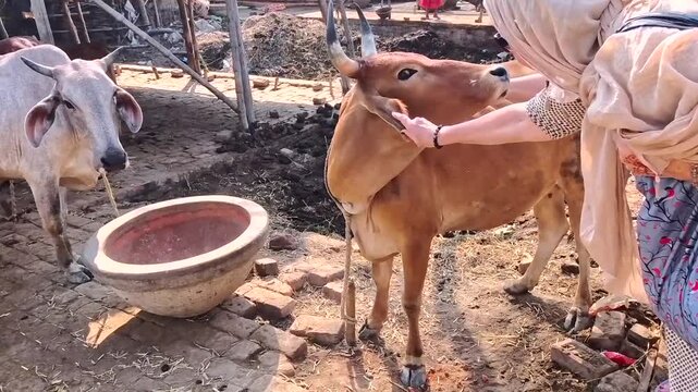 People caress domestic cows in the sacred place, Eka Chakra - the birthplace of Lord Nityananda