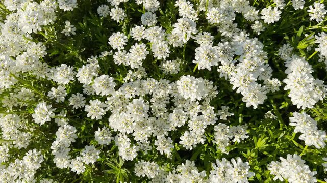 A dense carpet of white candytuft flowers opens toward the sun over lush green leaves. The bright and lively display creates a peaceful, cheerful feeling of a warm spring day.