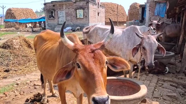 Domestic cows in a sacred place, Eka Chakra - the birthplace of Lord Nityananda
