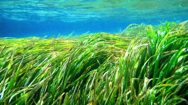 Ocean blue underwater with sunrays, Underwater Sea Deep Water Abstract Sunshine, sea wave , clean waters in summer time, Natural underwater seascape, sand on ocean floor and water surface sunlight.