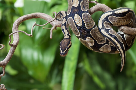 Ball python snake climbing a twisted tree branch with cold blooded wildlife climbing predator constrictor