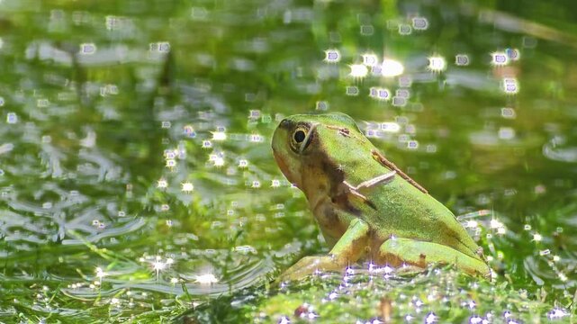 

A tiny green tree frog sitting in front of sparkling water bokeh
 
