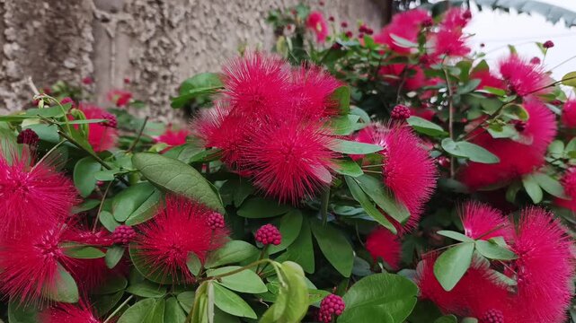 Macro shot of a beautiful, blooming Calliandra haematocephala in a garden setting. The flower features unique, long, bright red stamens resembling a puff, with soft focus on background foliage and a f