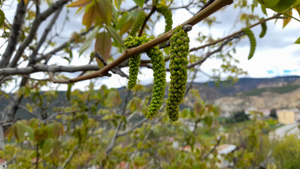 Fototapeta premium Young walnut tree flowers hanging on a branch with valley and hills background.
