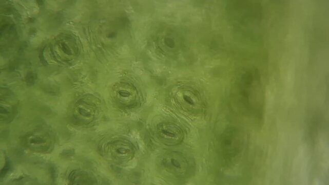 Microscopic view of stomata on an ivy leaf surface. 