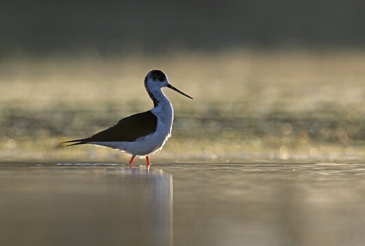 Black winged stilt backlit at dawn in soft golden wetland light