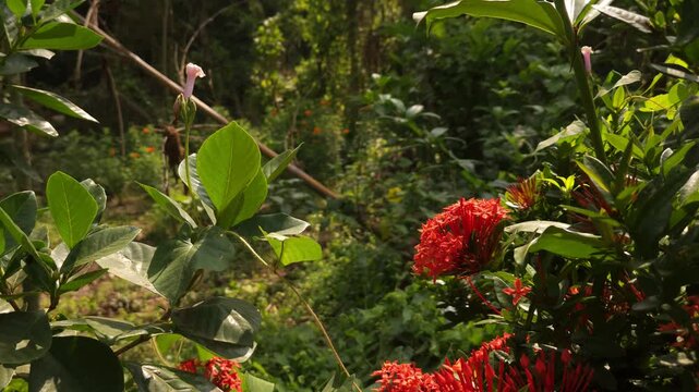 Two swallowtail butterflies flying and hovering around vibrant red Ixora flowers in tropical garden. Graceful butterfly flight, nectar foraging, natural pollination behavior in warm sunlight.