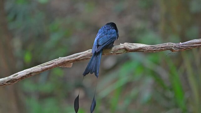 Full body shot of an exotic glossy dark blue crested bird with distinctive long tail feathers perched on a diagonal branch against a blurred green forest background