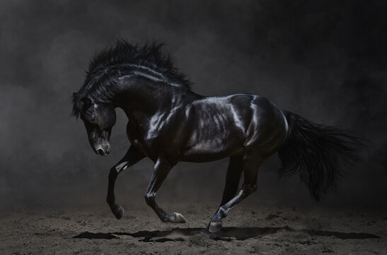 Elegant black horse galloping against dark moody studio background with stallion portrait galloping