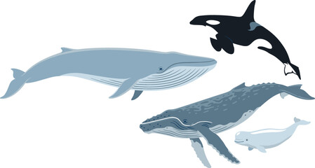 Whale Species Marine Wildlife Vector Set Featuring Majestic Blue Whale Humpback Orca Killer Whale and Beluga for Ocean and Conservation Designs © Borsha