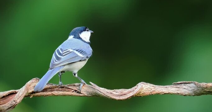Close up of a wild black and grey songbird perched on a uniquely twisted wooden branch against a smooth clean green background with copy space