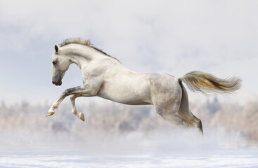 Fototapeta premium Majestic white horse leaping through snowy field with majestic stallion movement strength landscape