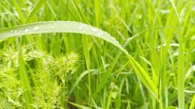 Shiny raindrops rest on fresh green grass and wild sedge after a gentle spring rain. This peaceful scene brings a feeling of quiet wonder, calm, and natural renewal to the morning.
